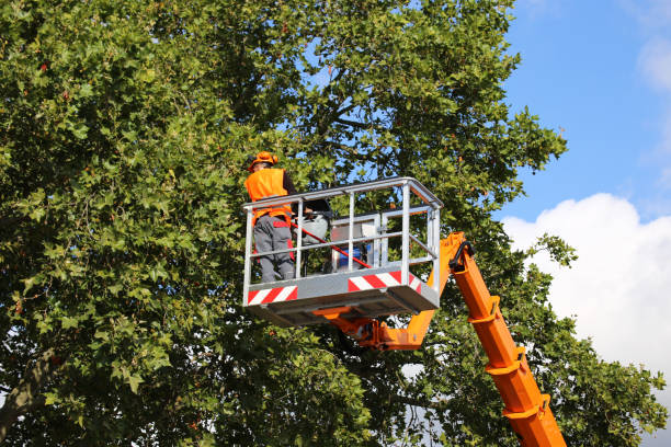 Best Commercial Tree Services  in Goodyear, AZ