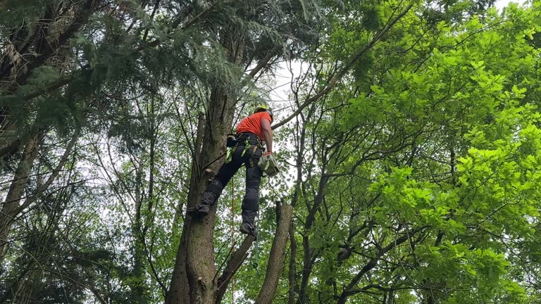 Best Hazardous Tree Removal  in Goodyear, AZ