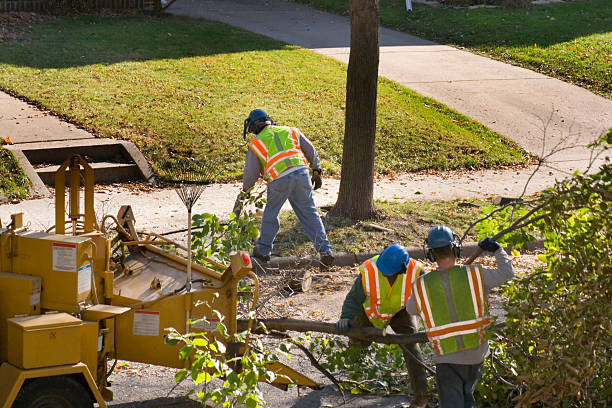 Best Tree Maintenance Programs  in Goodyear, AZ